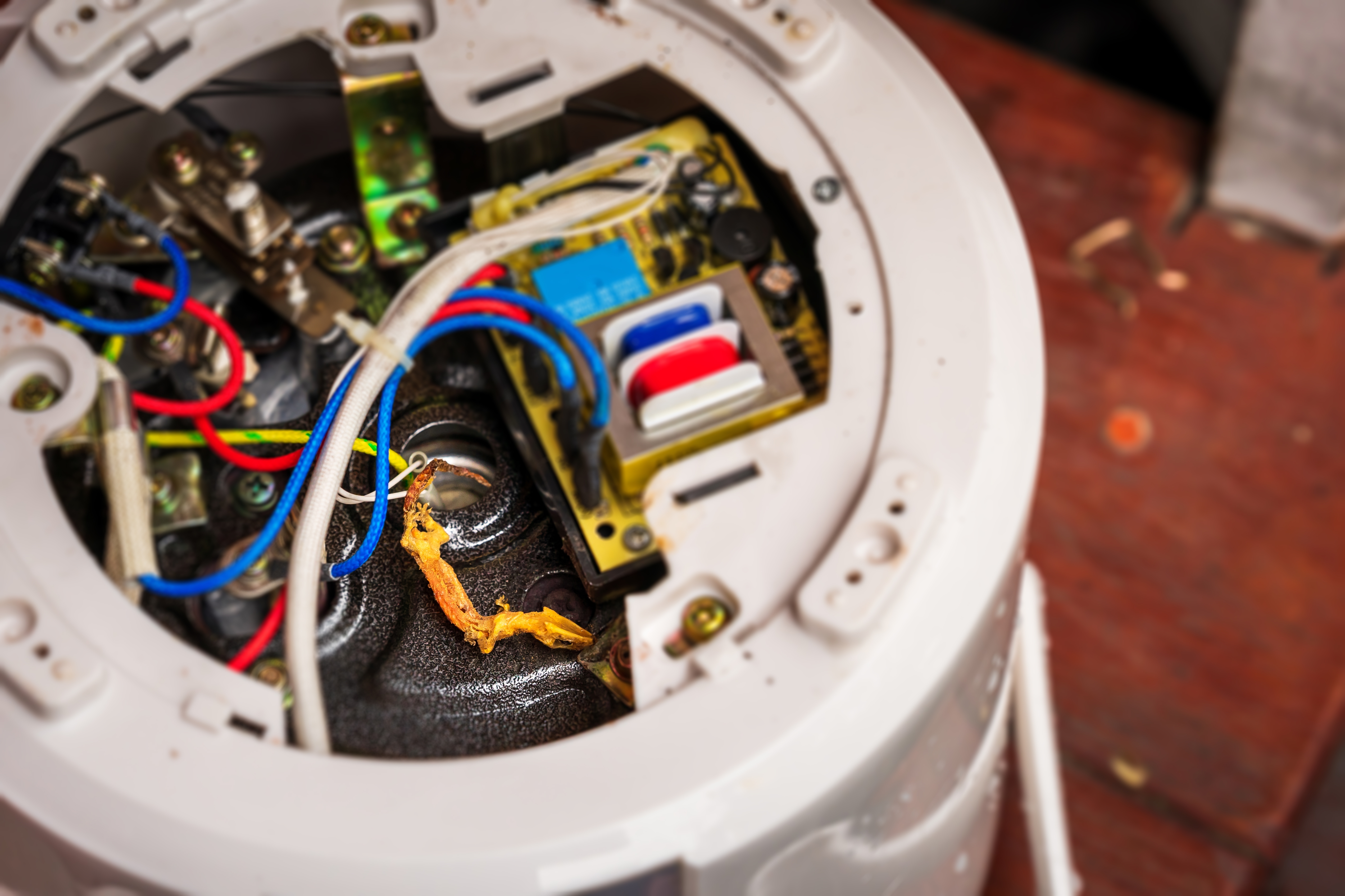 A dead lizard remains in the circuit of the electric rice cooker.